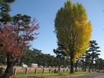 IMG_4423.JPG