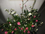 IMG_4457.JPG