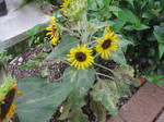 IMG_5773.JPG
