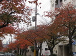 IMG_5775.JPG
