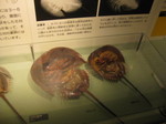 IMG_7379.JPG